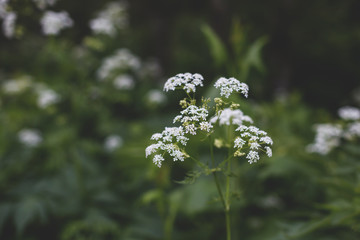 Image of The plant hemlock Umbelliferae. Background of Blossoming small white wild flowers in the forest