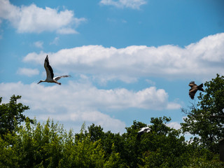 Cigogne
