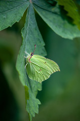 Zitronenfalter auf Blatt