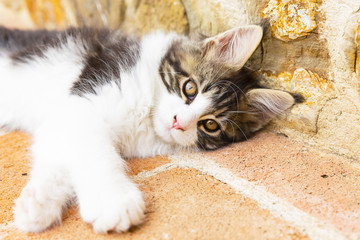 piccolo bello gattino di razza maine coon in campagna