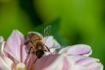 Biene in Dahlienblüte