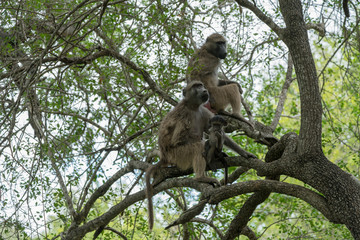 Fototapeta na wymiar Bärenaviane in einem Baum in Afrika mit Baby
