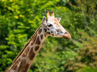 Girafe