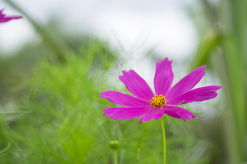 Flowers close up isolated on background