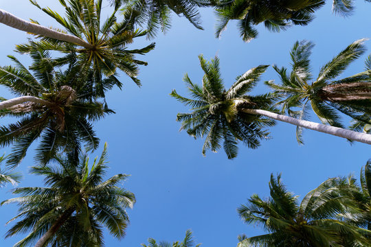Coconut palm trees in the blue sky background, image for summer background.