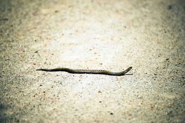 Vipère rampant au sol .