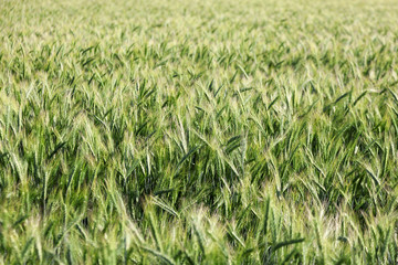 A field of blossoming grain as a background