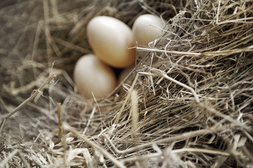 Eggs on straw