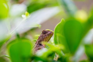 chameleon on leaf in raining.zoom macro close up.