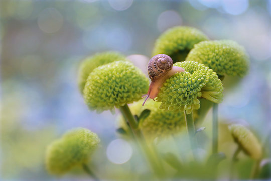 Snail and green flowers