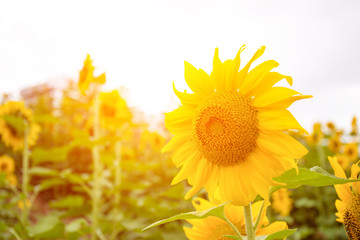 Abstract background of sunflower among sunlight