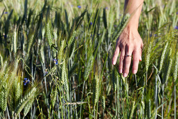 Obraz premium Hand with an engagement ring touching the growing grain.