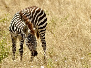 Obraz na płótnie Canvas Young zebra eating 