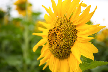 Abstract background of sunflower among sunlight