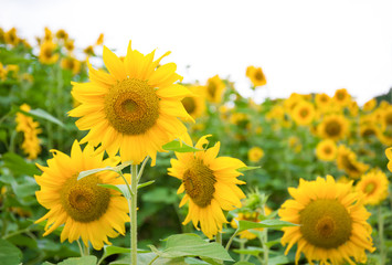 Abstract background of sunflower among sunlight