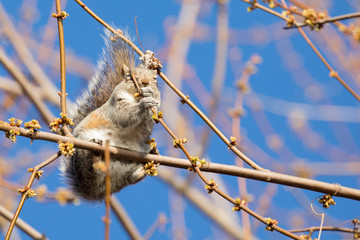 Squirrel hugging a flowering branch, Dyke Marsh Wildlife Preserve, Alexandria, VA