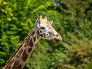 Girafe