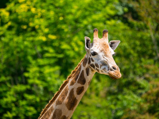 Girafe