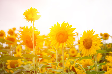 Abstract background of sunflower among sunlight