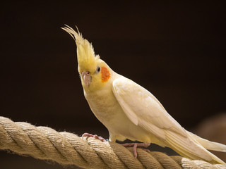 Cacatoès © photoloulou91