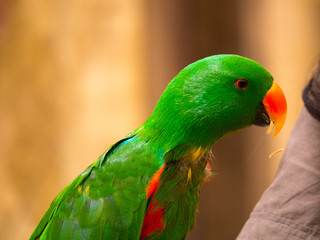 Perroquet © photoloulou91