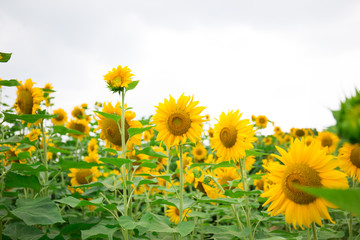Fototapeta premium Abstract background of sunflower among sunlight
