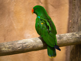 Perroquet