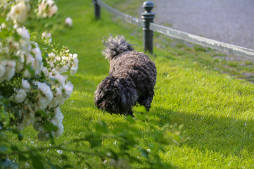 Mein kleiner schwarzer Hund