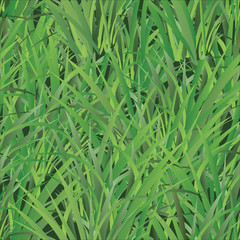 Lawn Pattern Grass vector. Background green.