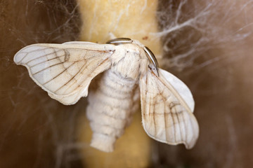 silkworm butterfly and cocoon