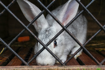 Lonely white rabbit in a cage at animal farm