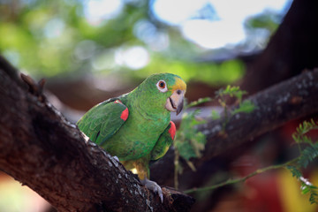 Green Parrot sitting on a Tree Branch - Outdoors, Nature Wildlife, South America