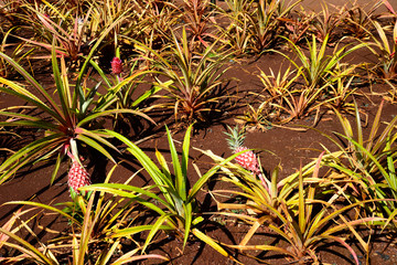 パイナップル畑