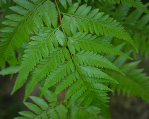 plants at an evening