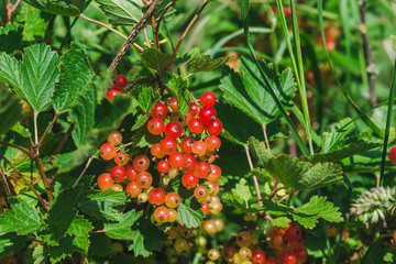 Process of ripening of red garden currant berries