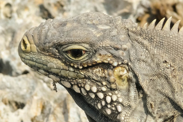 Cayo Largo del Sur Island, Iguana
