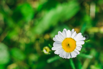 Camomile flower on a background of a green meadow close-up