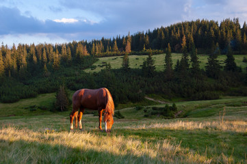 Horse on the pasture