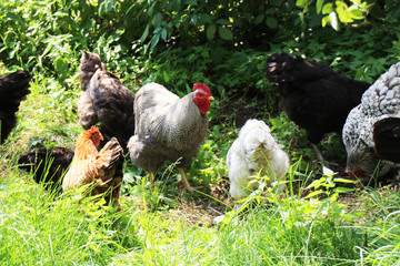 A poultry Farm with chickens outdoors