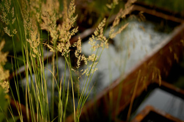 Rainwater tank in the garden for watering. Rusty rustic style.