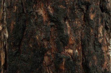 wood