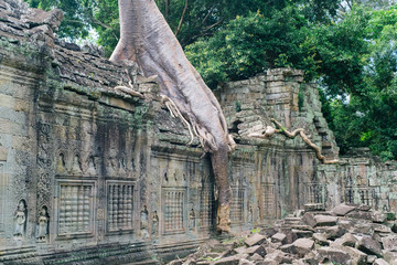 The root of the Tree on the wall looks like a trunk of Elephant at Preah Khan temple, Siem Reap, Cambodia.