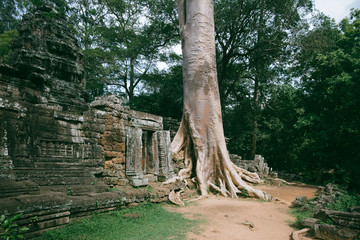 Ancient ruin wall with the big root of trees from Siem Reap, Cambodia.