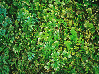 Full Frame Nature Background of Fresh Green Fern Plants