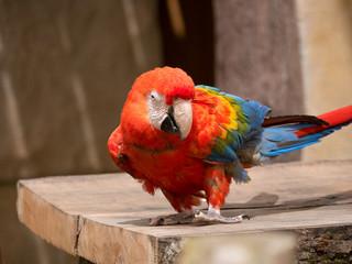 Perroquet     © photoloulou91
