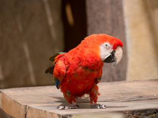 Perroquet     © photoloulou91