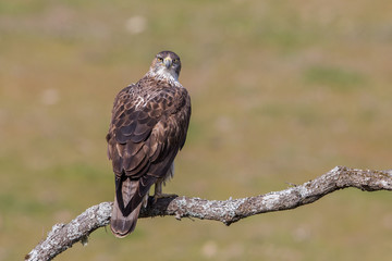 Bonelli's eagle staring at camera (Aquila fasciata), Andalusia, Spain
