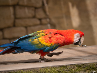 Perroquet     © photoloulou91