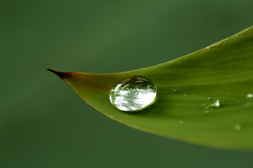 Obraz premium Leaf fibers and droplets