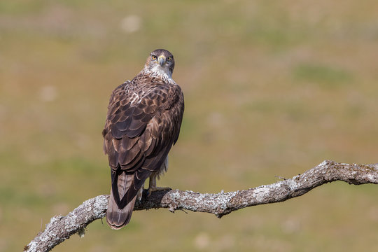 Bonelli's eagle staring at camera (Aquila fasciata), Andalusia, Spain